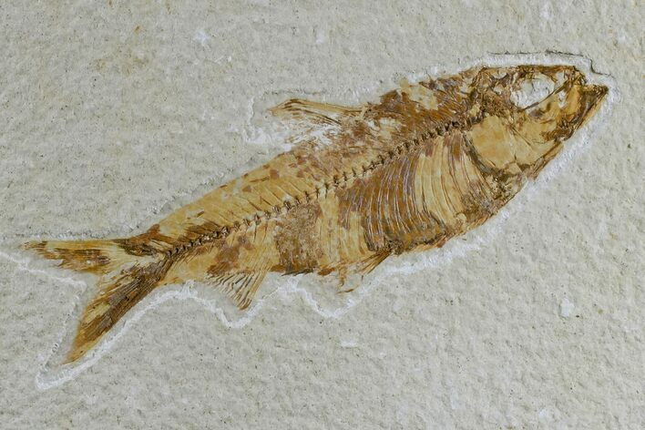 Detailed Fossil Fish (Knightia) - Wyoming #165862